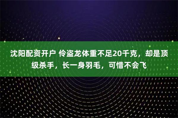 沈阳配资开户 伶盗龙体重不足20千克，却是顶级杀手，长一身羽毛，可惜不会飞
